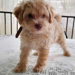 Moodles galore /Poodle (Miniature)/Both/Younger Than Six Months,Welcoming new litter , there are 5 pups 1 girl and 4 boys, All looking for loving caring families Genuine buyers only ,no time wasters. Father is purebred minature poodle tan in color dna papers supplies and orivet tested health screen 100 %clear . Mum also dna history supplies and 100 % cleared through orivet . Both parents have beautiful temperaments. They have been socialized wormed every 2 weeks have all their vacinations and microchipping on the 19th of April. Pups born on the 1st of march 2024. New owners will receive a puppy pack at full price payment and photo log from birth .Moodles are non shedding but require regular grooming and they are hypoallergenic.Puppy 1 Pearl mic no 953010006753019Puppy 2 chatter mic no 953010006753021Puppy no 3 prince mic no 953010006752998Puppy no 4 tag mic no 953010006758996Puppy no 5 Dash mic no 953010006759003Bin no. 0013732598629Pearl $2000Chatter $2000Prince $2500Tag $2000Dash $2500