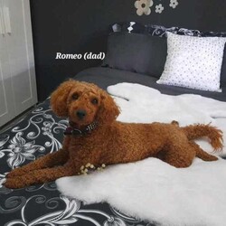 Moodles galore /Poodle (Miniature)/Both/Younger Than Six Months,Welcoming new litter , there are 5 pups 1 girl and 4 boys, All looking for loving caring families Genuine buyers only ,no time wasters. Father is purebred minature poodle tan in color dna papers supplies and orivet tested health screen 100 %clear . Mum also dna history supplies and 100 % cleared through orivet . Both parents have beautiful temperaments. They have been socialized wormed every 2 weeks have all their vacinations and microchipping on the 19th of April. Pups born on the 1st of march 2024. New owners will receive a puppy pack at full price payment and photo log from birth .Moodles are non shedding but require regular grooming and they are hypoallergenic.Puppy 1 Pearl mic no 953010006753019Puppy 2 chatter mic no 953010006753021Puppy no 3 prince mic no 953010006752998Puppy no 4 tag mic no 953010006758996Puppy no 5 Dash mic no 953010006759003Bin no. 0013732598629Pearl $2000Chatter $2000Prince $2500Tag $2000Dash $2500