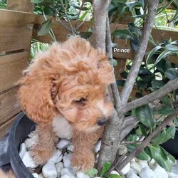 Moodles galore /Poodle (Miniature)/Both/Younger Than Six Months,Welcoming new litter , there are 5 pups 1 girl and 4 boys, All looking for loving caring families Genuine buyers only ,no time wasters. Father is purebred minature poodle tan in color dna papers supplies and orivet tested health screen 100 %clear . Mum also dna history supplies and 100 % cleared through orivet . Both parents have beautiful temperaments. They have been socialized wormed every 2 weeks have all their vacinations and microchipping on the 19th of April. Pups born on the 1st of march 2024. New owners will receive a puppy pack at full price payment and photo log from birth .Moodles are non shedding but require regular grooming and they are hypoallergenic.Puppy 1 Pearl mic no 953010006753019Puppy 2 chatter mic no 953010006753021Puppy no 3 prince mic no 953010006752998Puppy no 4 tag mic no 953010006758996Puppy no 5 Dash mic no 953010006759003Bin no. 0013732598629Pearl $2000Chatter $2000Prince $2500Tag $2000Dash $2500