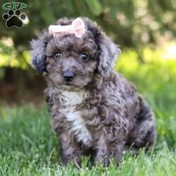 Lily/Miniature Poodle									Puppy/Female	/9 Weeks,Introducing Lily, the charming Poodle puppy who is as sweet as she is adorable. With her curly, hypoallergenic coat and expressive eyes, Lily is a delightful companion ready to capture your heart. This ACA registered puppy comes from excellent lineage. His parents are Katurah, weighing 13lbs, and Kozmo, weighing 17lbs. We have carefully selected this pairing, ensuring this little lady inherits the best qualities of both. Lily has already had her first vet exam and is up to date on vaccines and dewormer, guaranteeing she’s healthy and ready for her new home. But Lily isn’t just a beautiful pup; she’s also well-prepared. Training is available for this intelligent breed, ensuring she learns good manners and obedience from a young age. With her eager-to-please attitude and quick learning abilities, Lily is sure to excel in any training program. Whether it’s mastering basic commands or advanced tricks, Lily is ready to impress. If you’re seeking a loyal and trainable companion, Lily is the perfect choice. Don’t miss out on the opportunity to welcome this little Poodle puppy into your home, where she’s sure to bring joy, laughter, and endless love. Contact us today to make Lily a cherished member of your family! -Andy and Dena You can call or text anytime Monday through Saturday.