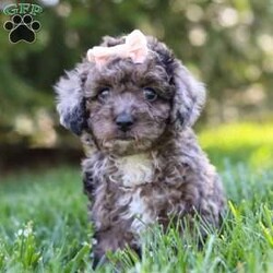 Lily/Miniature Poodle									Puppy/Female	/9 Weeks,Introducing Lily, the charming Poodle puppy who is as sweet as she is adorable. With her curly, hypoallergenic coat and expressive eyes, Lily is a delightful companion ready to capture your heart. This ACA registered puppy comes from excellent lineage. His parents are Katurah, weighing 13lbs, and Kozmo, weighing 17lbs. We have carefully selected this pairing, ensuring this little lady inherits the best qualities of both. Lily has already had her first vet exam and is up to date on vaccines and dewormer, guaranteeing she’s healthy and ready for her new home. But Lily isn’t just a beautiful pup; she’s also well-prepared. Training is available for this intelligent breed, ensuring she learns good manners and obedience from a young age. With her eager-to-please attitude and quick learning abilities, Lily is sure to excel in any training program. Whether it’s mastering basic commands or advanced tricks, Lily is ready to impress. If you’re seeking a loyal and trainable companion, Lily is the perfect choice. Don’t miss out on the opportunity to welcome this little Poodle puppy into your home, where she’s sure to bring joy, laughter, and endless love. Contact us today to make Lily a cherished member of your family! -Andy and Dena You can call or text anytime Monday through Saturday.