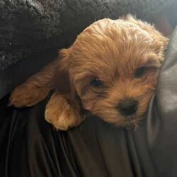 Smoodle puppies Ready for their forever home/Maltese Shih Tzu/Both/Younger Than Six Months,Gorgeous small breed non shedding Malshi x Toy poodle pups Smoodles. Very social and curious puppies have been brought up in our home, started toilet training and love being around people.Vet checked, microchipped and ready for their forever home.3 girls 2 boys. Grow to around 5kg.