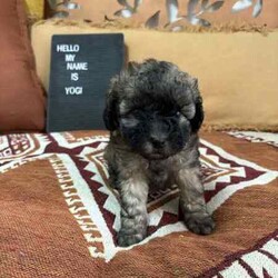 Maltese x shihtzu /Maltese Shih Tzu/Male/Younger Than Six Months,We have one puppy left looking for his forever home. He has been vet checked, microchipped and vaccinated. He has been raised around children and loves lots of cuddles. He is ready for his new home now.