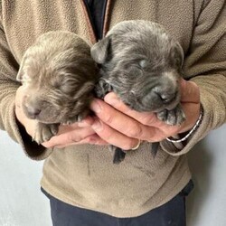 Stunning - Silver & Charcoal Labrador Pups/Labrador/Mixed Litter/4 weeks