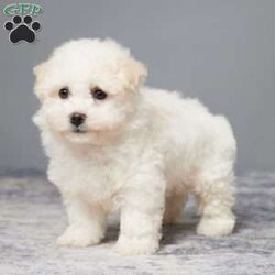 Jefferson/Bichon Frise									Puppy/Male	/8 Weeks,Are you looking for a soft cuddly friend? Meet little Jefferson! He is full of sweetness and puppy kisses and loves to play with both adults & children. He was born on March 13 to Bichon Frise parents Mindy & Rambo. Mom weighs 13 lbs. and Dad weighs 11 lbs. Jefferson is up to date on vaccines and dewormers to keep him happy & healthy. He will be ready for his forever home anytime on or after May 8. We offer a 30 day health guarantee on Jefferson. A bag of food, toys, and blanky will be sent with Jefferson to his new home to make the transition easier for all. Text or call to adopt him today.