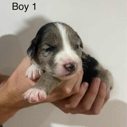 Purebred Border Collie Puppies/Border Collie/Female/Younger Than Six Months,Purebred border collie pups for saleBorn on 20/4/242 girls, 5 boysBoy 1 - AvailableBoy 2 - SOLDBoy 3 - AvailableBoy 4 - AvailableBoy 5 - AvailableGirl 1 - AvailableGirl 2 - AvailableMum - purebred tan and white (medium coat)Dad - purebred black and white (medium coat)Will be up to date with worming, vaccines and microchipped.Mum is a pet, however does come from working lines and shows interest in work and Dad is a working dog. Parents are both loving and affectionate dogs.Can view from 4 weeks old and will be ready for their forever homes from 15/6/24