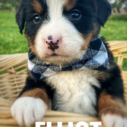Elliot/Bernese Mountain Dog									Puppy/Male	/6 Weeks,Say hello to this sweet bundle of fun! This adorable puppy comes from health tested parents who are also hip and elbow checked and their Momma comes from Champion Bloodline! They come to you with a one year genetic health guarantee, vet checked, a welcome bag including a small baggie of their current kibble, some treats and a toy with the scent of their litter mates. In addition they have begun basic potty training and are getting used to a litter box as well as the beginning stages of crate training. They are loved on daily by people of all ages. Contact us today to reserve your new best friend! 