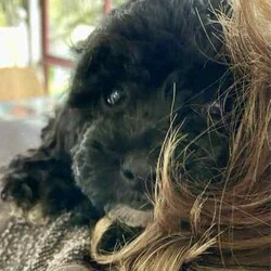 Support our ethical breeding program - Moodle c/Poodle (Miniature)/Both/Younger Than Six Months,Are you looking for a ​small ​companion dog you can take everywhere and do everything with?Available pup​s:"Noodle" - black and white soft curls."Lala" - Tri coloured with curly hair like her mum. Very sweet and playful! Breeders terms only - she will come back to us for some litters $600"Johnny Depp - boy. Tri color. Vigorous and confident - but also calm. $4000.Mum is our beautiful cross-bred girl Ruffy. She is mostly a Maltese terrier but also has havianese and shih-tsu. She is extremely emotionally attuned, tough but loving.Dad is a Red Toy Poodle stud Rambo - who has pedigree papers, and testing results and is just so friendly and The puppies have been raised indoors, on our patio, and around children and other pets. They are now being socialised and toilet trained.​​L​ocated in Kyneton, Victoria and can deliver to Melbourne or beyond.We are an ethical registered ​breeder​ specialising in well socialised dogs with calm friendly temperaments that fit well into family life. We have a website & Facebook page familydogsvictoria.com.au ​"The Opposite Of A Puppy Farm" ​with many photos, including photos of the parents and grandparents, information, and our policies. We welcome visits or video meetings for interested buyers.DNA tests for both parents are available on request. Raised using best-practice puppy socialisation techniques in the family home.Once our puppies leave, we:- Would love to see updates!- Offer a rehoming policy- Have a Facebook page you can stay in touch or see other puppies we have bred- Offer supportWe love talking about our dogs so please call Lani at 0146084018