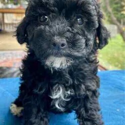 Support our ethical breeding program - Moodle c/Poodle (Miniature)/Both/Younger Than Six Months,Are you looking for a ​small ​companion dog you can take everywhere and do everything with?Available pup​s:"Noodle" - black and white soft curls."Lala" - Tri coloured with curly hair like her mum. Very sweet and playful! Breeders terms only - she will come back to us for some litters $600"Johnny Depp - boy. Tri color. Vigorous and confident - but also calm. $4000.Mum is our beautiful cross-bred girl Ruffy. She is mostly a Maltese terrier but also has havianese and shih-tsu. She is extremely emotionally attuned, tough but loving.Dad is a Red Toy Poodle stud Rambo - who has pedigree papers, and testing results and is just so friendly and The puppies have been raised indoors, on our patio, and around children and other pets. They are now being socialised and toilet trained.​​L​ocated in Kyneton, Victoria and can deliver to Melbourne or beyond.We are an ethical registered ​breeder​ specialising in well socialised dogs with calm friendly temperaments that fit well into family life. We have a website & Facebook page familydogsvictoria.com.au ​"The Opposite Of A Puppy Farm" ​with many photos, including photos of the parents and grandparents, information, and our policies. We welcome visits or video meetings for interested buyers.DNA tests for both parents are available on request. Raised using best-practice puppy socialisation techniques in the family home.Once our puppies leave, we:- Would love to see updates!- Offer a rehoming policy- Have a Facebook page you can stay in touch or see other puppies we have bred- Offer supportWe love talking about our dogs so please call Lani at 0146084018