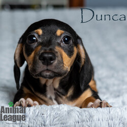 Adopt a dog:Dunkin/Dachshund/Male/Baby,DOB/AGE: 02/21/2024
WEIGHT (GROWN): under 20lbs 

You will need to complete an application before a Meet & Greet can be scheduled with me. Here is the link: theanimalleague.org/adoption-application/

PLEASE READ THE INFORMATION BELOW THOROUGHLY
_________________________

I am a Sunshine Fundraiser pet. As a non-profit, The Animal League does not receive funding from the government. My additional fee helps The Animal League pay for major medical bills and keep on rescuing and saving lives. Read more about the Sunshine Fund here: https://theanimalleague.org/sunshine-fund/

NOTE: we CANNOT email information about fees. View our GENERAL fees here (you will need to copy/paste into your browser): https://theanimalleague.org/adoption-fees/ 
	
All of our dogs are spayed or neutered, receive a registered microchip, and are up-to-date on their age-appropriate shots, vaccines, and preventative care. We also test for heartworm when they are old enough. 

APPLICATION: https://theanimalleague.org/adoption-application/ 

Please visit https://theanimalleague.org/faqs/ for the answers to our most commonly asked questions such as, 