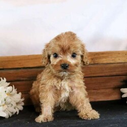 Max/Cavapoo									Puppy/Male	/7 Weeks,Meet Max, a well-socialized Cavapoo puppy looking for a forever home. He is vet checked and up to date on shots & wormer plus he comes with a 6-month genetic health guarantee provided by the breeder. To learn more about this sweet and bubbly pup, call the breeder today!
