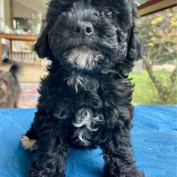 Support our ethical breeding program - Moodle c/Poodle (Miniature)/Both/Younger Than Six Months,Are you looking for a ​small ​companion dog you can take everywhere and do everything with?Available pup​s:"Noodle" - black and white soft curls."Lala" - Tri coloured with curly hair like her mum. Very sweet and playful! Breeders terms only - she will come back to us for some litters $600"Johnny Depp - boy. Tri color. Vigorous and confident - but also calm. $4000.Mum is our beautiful cross-bred girl Ruffy. She is mostly a Maltese terrier but also has havianese and shih-tsu. She is extremely emotionally attuned, tough but loving.Dad is a Red Toy Poodle stud Rambo - who has pedigree papers, and testing results and is just so friendly and The puppies have been raised indoors, on our patio, and around children and other pets. They are now being socialised and toilet trained.​​L​ocated in Kyneton, Victoria and can deliver to Melbourne or beyond.We are an ethical registered ​breeder​ specialising in well socialised dogs with calm friendly temperaments that fit well into family life. We have a website & Facebook page familydogsvictoria.com.au ​"The Opposite Of A Puppy Farm" ​with many photos, including photos of the parents and grandparents, information, and our policies. We welcome visits or video meetings for interested buyers.DNA tests for both parents are available on request. Raised using best-practice puppy socialisation techniques in the family home.Once our puppies leave, we:- Would love to see updates!- Offer a rehoming policy- Have a Facebook page you can stay in touch or see other puppies we have bred- Offer supportWe love talking about our dogs so please call Lani at 0146084018