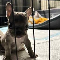 French bulldog - Merle- Female available now/French Bulldog/Female/Younger Than Six Months,Pure breed, available nowDOB- 1/3/24mum and dad both DNA clear , purebreed with papersPuppy - female - Merel colour PET ONLYCute teeny tiny girlRaised in family environment with other pets(Mum,dad & cats& family)Vet checked, wormed, vaccinated & MicrochippedComes with gift bag and will be freshly groomed for new family forever homeEFT Pos available. Text my business line ******3714 we will get back to you asap. REVEAL_DETAILS Mum and dad listed in last picDad is white - (blue eye)BIN- 0003288415198RPBA-882NCIP-9002232