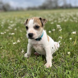 Adopt a dog:Indie/Cattle Dog/Female/Baby,Hello, my name is Indie

I am very playful and love snuggles! I walk on a leash great and am learning basic commands. My favorite is playing with the kids in the backyard.

My adoption fee is $350 locally in Houston, TX or I can be transported out of state for $550 (includes health certificate and travel fee). I will be ready to travel as early as June 6, 2024. It includes all my age appropriate vaccines, spay/neuter and microchip. Fill out an app at: https://toolkit.rescuegroups.org/of/f?c=SQYPSGVQ
