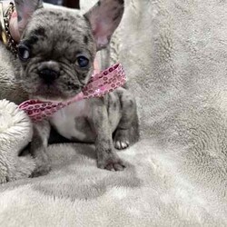 French bulldog - Merle- Female available now/French Bulldog/Female/Younger Than Six Months