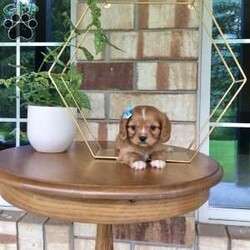 Hunter/Cavalier King Charles Spaniel									Puppy/Male	/7 Weeks,Meet hunter he is a friendly, well socialized, playful,cavalier puppy. He is vet checked microchipped, updated on shots and worming. He is ready to meet his new family.