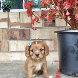 Hunter/Cavalier King Charles Spaniel									Puppy/Male	/7 Weeks,Meet hunter he is a friendly, well socialized, playful,cavalier puppy. He is vet checked microchipped, updated on shots and worming. He is ready to meet his new family.