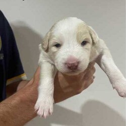 Purebred Border Collie Puppies/Border Collie/Female/Younger Than Six Months,Purebred border collie pups for saleBorn on 20/4/242 girls, 5 boysBoy 1 - AvailableBoy 2 - SOLDBoy 3 - AvailableBoy 4 - AvailableBoy 5 - AvailableGirl 1 - AvailableGirl 2 - AvailableMum - purebred tan and white (medium coat)Dad - purebred black and white (medium coat)Will be up to date with worming, vaccines and microchipped.Mum is a pet, however does come from working lines and shows interest in work and Dad is a working dog. Parents are both loving and affectionate dogs.Can view from 4 weeks old and will be ready for their forever homes from 15/6/24