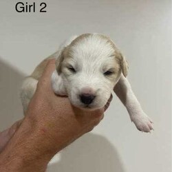 Purebred Border Collie Puppies/Border Collie/Female/Younger Than Six Months,Purebred border collie pups for saleBorn on 20/4/242 girls, 5 boysBoy 1 - AvailableBoy 2 - SOLDBoy 3 - AvailableBoy 4 - AvailableBoy 5 - AvailableGirl 1 - AvailableGirl 2 - AvailableMum - purebred tan and white (medium coat)Dad - purebred black and white (medium coat)Will be up to date with worming, vaccines and microchipped.Mum is a pet, however does come from working lines and shows interest in work and Dad is a working dog. Parents are both loving and affectionate dogs.Can view from 4 weeks old and will be ready for their forever homes from 15/6/24