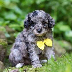 Isaac/Miniature Poodle									Puppy/Male	/8 Weeks,Meet Isaac, the most darling AKC Mini Poodle puppy! With his fluffy coat, expressive eyes, and playful demeanor, he is ready to bring warmth and love into your home. He loves playtime and any attention he can get! Poodles are known to be remarkably intelligent, which makes them excel in activities & training. They are also hypoallergenic, which means they are less likely to cause allergic reactions in people who are prone to allergies.