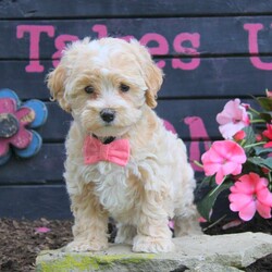 Hannah/Maltipoo									Puppy/Female	/8 Weeks,Meet Hannah, a wiggly and cute Maltipoo puppy! This sweet pup will be vet checked, up to date on shots and wormer, plus comes with a health guarantee provided by the breeder. Hannah is family raised with children and is well socialized. To find out more about this charming pup, please contact Jay Paul today!