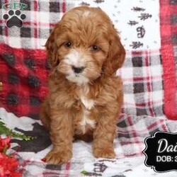 Daisy/Cockapoo									Puppy/Female	/March 27th, 2024,Daisy is a female Cockapoo puppy born to our Cockapoo Rosie and Miniature Poodle Hunter. She is a sweet, happy girl who likes to play with our children morning and evenings while we do our chores. Well socialized and raised with children (I also babysit), she is looking for her forever family and would like you to pick her.