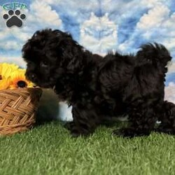 Ray/Shih-Poo									Puppy/Male	/9 Weeks,Hey there, My name is Ray! I am a very cute male Shihpoo puppy! I was born on March 16th, 2024.  I am such a sweet little boy! I am looking for my new family, could that be with you? If you choose me I will come home to you vet checked with my vaccinations and deworming up to date, and I will also be microchipped. If you think that I would make the perfect little addition to your family, then please call or text to find out more information about me!  