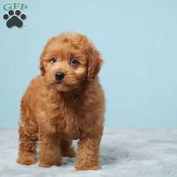 Leonard/Mini Goldendoodle									Puppy/Male	/10 Weeks,Meet Leonard, a sweet and loving Mini Goldendoodle ready to bring joy to his new forever home! Raised in a family environment, Leonard is well-socialized and loves being around people, especially kids. He has been vet checked and is up to date on all his vaccines and dewormer, ensuring he is healthy and ready for his new adventure.