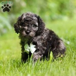 Enzo/Cockapoo									Puppy/Male	/6 Weeks,Introducing Enzo, the embodiment of boundless energy and irresistible charm! This little guy is an extremely loving Cockapoo puppy who loves attention. He has stunning, fluffy fur paired with large brown eyes that set him apart from others. Cockapoo are intelligent and affectionate, they love playtime, cuddling or going on adventures with their favorite people. They tend to be very adaptable and should have no problem adjusting to their new homes! The Mama is a beautiful Cockapoo girl named Hazel, she weighs 15lbs. Whether she’s faithfully by our side or patiently waiting by the door for our return, her commitment is unwavering. The Dad, Ozzie is a handsome AKC Mini Poodle who weighs 12 lbs. He has a lively, happy- go-lucky temperament & is a super smart boy. This baby will join your home microchipped, Up to date on vaccines and dewormer, with our 1 Year genetic health guarantee & will be completely vet checked. If you would like some more information or to schedule a visit, please call or text me anytime Monday through Saturday. Thanks, Emily 