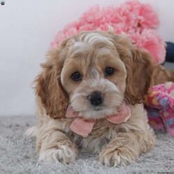 Linda/Cockapoo									Puppy/Female	/8 Weeks,To contact the breeder about this puppy, click on the “View Breeder Info” tab above.