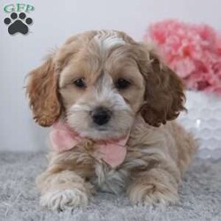 Linda/Cockapoo									Puppy/Female	/8 Weeks,To contact the breeder about this puppy, click on the “View Breeder Info” tab above.