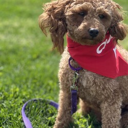 Adopt a dog:Cinny/Miniature Poodle/Female/Young,My name is CINNY and I am a TWO year old pure female miniature Poodle weighing 10 pounds

I came from a puppy mill in WI  so extremely sweet, gentle but shy 

I love nothing better then my foster mom holding me,. but enjoying playing with a ball and learning from the other dog in home

I still get anxious when left home alone but getting  better  so my rescue feels someones who is  home during day and who has patience to show me life is good 

If you looking for a dog that I will be your everything and your new companion and live in the suburbs with a backyard, then look no further  

Spayed with all up to date shots 

Please fill out the application on this link 

https://www.shelterluv.com/matchme/adopt/POSH/Dog