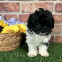 Skylar/Shih-Poo									Puppy/Female	/9 Weeks,Hey there, My name is Skylar! I am a very cute female Shihpoo puppy! I was born on March 23rd, 2024.  I am such a sweet little girl! I am looking for my new family, could that be with you? If you choose me I will come home to you vet checked with my vaccinations and deworming up to date, and I will also be microchipped. If you think that I would make the perfect little addition to your family, then please call or text to find out more information about me!  