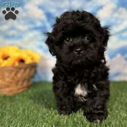 Ray/Shih-Poo									Puppy/Male	/9 Weeks,Hey there, My name is Ray! I am a very cute male Shihpoo puppy! I was born on March 16th, 2024.  I am such a sweet little boy! I am looking for my new family, could that be with you? If you choose me I will come home to you vet checked with my vaccinations and deworming up to date, and I will also be microchipped. If you think that I would make the perfect little addition to your family, then please call or text to find out more information about me!  