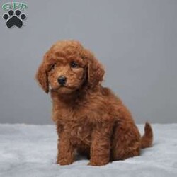 Mina/Mini Goldendoodle									Puppy/Female	/8 Weeks,Meet Mina, the sweetest Mini Goldendoodle you’ll ever find! Raised with love by a caring family, Mina is not just adorable but also super healthy. She’s been vet-checked, microchipped, and is up to date on all her vaccines and dewormer.