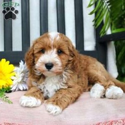 Gabe/Mini Goldendoodle									Puppy/Male	/March 29th, 2024,Meet Gabe, a Micro Mini Goldendoodle puppy with gorgeous coloring and attractive white markings. This charming little cutie comes up to date on shots and dewormer and is vet checked! The breeder offers  a 30 day health guarantee as well! To learn more about how you can bring this precious puppy into your home contact us today! 