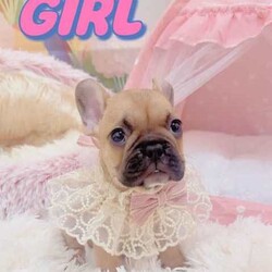 French Bulldog Purebred Puppies Ready for Adoption/French Bulldog/Both/Younger Than Six Months,Discover the beauty and charm of purebred French Bulldogs! Our puppies are raised in a loving environment, have excellent temperaments, and are ideal companions for families or individuals. Reserve your puppy today and experience the joy of owning a French Bulldog!There are 4boys and three girls available.They are all vaccinated and microchipped vet checked and with pedigree certificates.