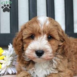 Gabe/Mini Goldendoodle									Puppy/Male	/March 29th, 2024,Meet Gabe, a Micro Mini Goldendoodle puppy with gorgeous coloring and attractive white markings. This charming little cutie comes up to date on shots and dewormer and is vet checked! The breeder offers  a 30 day health guarantee as well! To learn more about how you can bring this precious puppy into your home contact us today! 