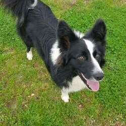 Adorable Purebred Border Collie Puppies/Border Collie/Both/Younger Than Six Months,Beautiful Border Collie puppies born 24th April 2024. We have 4 gorgeous boys and 1 precious girl available to go to their new fur-ever homes from the 28th June 2024.Mum & Dad are much loved pets and we live on a 20 acre farm where they can all enjoy the freedom to run about as they grow, surrounded by nature, animals and people that love them. Their parents are loving, intelligent, loyal and energetic, and can be seen in the last 2 photos.Border Collies are great companions, and can make fantastic pets or work dogs. If you want a Border Collie please consider that they are an energetic, intelligent and a highly trainable breed.All pups have been Vet checked and microchipped, as well as regularly wormed. They will receive their first vaccination in 2 weeks.A loving and committed fur-ever home is our top priority for these precious pups. We welcome visits from potential adopters to meet our puppies and their parents, ensuring the perfect match for both the puppy and their new family.If you are interested in one of our pups, please send me a message with your name, location and some information about yourself and your family and I will return your message as soon as I'm available.