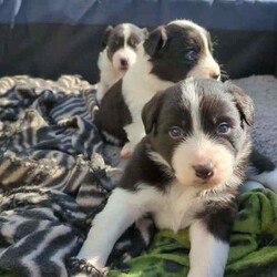 Adorable Purebred Border Collie Puppies/Border Collie/Both/Younger Than Six Months,Beautiful Border Collie puppies born 24th April 2024. We have 4 gorgeous boys and 1 precious girl available to go to their new fur-ever homes from the 28th June 2024.Mum & Dad are much loved pets and we live on a 20 acre farm where they can all enjoy the freedom to run about as they grow, surrounded by nature, animals and people that love them. Their parents are loving, intelligent, loyal and energetic, and can be seen in the last 2 photos.Border Collies are great companions, and can make fantastic pets or work dogs. If you want a Border Collie please consider that they are an energetic, intelligent and a highly trainable breed.All pups have been Vet checked and microchipped, as well as regularly wormed. They will receive their first vaccination in 2 weeks.A loving and committed fur-ever home is our top priority for these precious pups. We welcome visits from potential adopters to meet our puppies and their parents, ensuring the perfect match for both the puppy and their new family.If you are interested in one of our pups, please send me a message with your name, location and some information about yourself and your family and I will return your message as soon as I'm available.