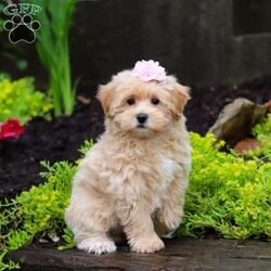 Jasmine/Maltipoo									Puppy/Female	/10 Weeks,Jasmine is the sweetest baby Maltipoo around! With her expressive face and huge puppy dog eyes she is used to getting her way:) This little sweetheart has us all wrapped around her little paw. A soft, silky coat and rambunctious personality are just a few of her winning qualities. Highly trainable, focused, and extremely adorable, the Maltipoo was built for family life. If you are looking for a dog that will keep up with the fast-paced and ever-changing schedule of a family with kids, this is the perfect match. We socialize our pups from the moment they are born so that they join new homes with a confident and adaptable demeanor. These pups are mellow and even tempered.