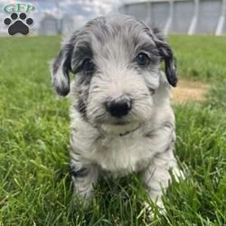 Baylee/Mini Sheepadoodle									Puppy/Female	/April 25th, 2024,Meet Baylee, a mini F1b Sheepadoodle. Baylee is a sweetheart. Her rare black and white merle coloring makes her one of a kind. She is curious, likes to play, and explore, and is quick to be right by your side. She is vet-checked, current on vaccinations, has been dewormed, and comes with a health guarantee. She received early neurological stimulation to help with higher intelligence, better health, and a more even, sweet temperament. She is currently potty training, and being socialized. She is family-raised alongside her twin brother, Baxter, with lots of love and attention and will make an easy transition into a forever family.