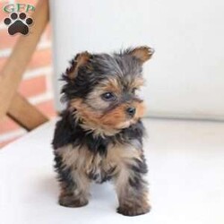 Roxy/Yorkie									Puppy/Female	/April 8th, 2024,Roxy is one of 2 in the litter . Her approx adult weight is 4-6lbs , based on the weight of the parents . She is sweet , energtic and oh so Beautiful !! 