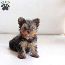 Roxy/Yorkie									Puppy/Female	/April 8th, 2024,Roxy is one of 2 in the litter . Her approx adult weight is 4-6lbs , based on the weight of the parents . She is sweet , energtic and oh so Beautiful !! 