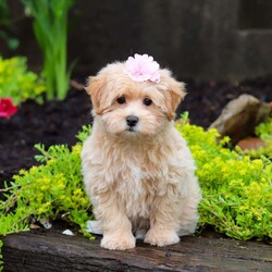 Jasmine/Maltipoo									Puppy/Female	/10 Weeks,Jasmine is the sweetest baby Maltipoo around! With her expressive face and huge puppy dog eyes she is used to getting her way:) This little sweetheart has us all wrapped around her little paw. A soft, silky coat and rambunctious personality are just a few of her winning qualities. Highly trainable, focused, and extremely adorable, the Maltipoo was built for family life. If you are looking for a dog that will keep up with the fast-paced and ever-changing schedule of a family with kids, this is the perfect match. We socialize our pups from the moment they are born so that they join new homes with a confident and adaptable demeanor. These pups are mellow and even tempered.