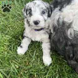 Baylee/Mini Sheepadoodle									Puppy/Female	/April 25th, 2024,Meet Baylee, a mini F1b Sheepadoodle. Baylee is a sweetheart. Her rare black and white merle coloring makes her one of a kind. She is curious, likes to play, and explore, and is quick to be right by your side. She is vet-checked, current on vaccinations, has been dewormed, and comes with a health guarantee. She received early neurological stimulation to help with higher intelligence, better health, and a more even, sweet temperament. She is currently potty training, and being socialized. She is family-raised alongside her twin brother, Baxter, with lots of love and attention and will make an easy transition into a forever family.