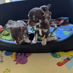 Pure breed Chihuahuas /Chihuahua (Smooth Coat)/Female/Younger Than Six Months,Female Pure breed chihuahuasRare Chocolate Tri coloursAll smooth coatReady to go 9/6/24Puppies have been vet checked, microchipped and vaccinatedParents can be viewedGenuine enquires onlyText or call and leave a message******** 420 REVEAL_DETAILS 