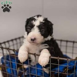 Nessie/Mini Sheepadoodle									Puppy/Female	/11 Weeks,This is a Mini Sheepadoodle, a mix between an OES and a Mini Poodle. Sheepadoodles are playful, intelligent, loving, sociable and great family dogs. Sheepadoodles have a goofy and fun personality. They are typically between 30-40 lbs full grown. Our puppies come with their first round of shots and dewormer and will be vet checked to ensure a healthy puppy. We take great pride in getting our puppies ready for their forever homes! We offer transportation for those who can not come pick up at our farm. Thanks for checking us out, feel free to reach out with any other questions or additional photos.