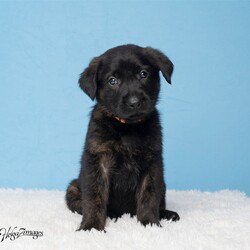 Adopt a dog:me/German Shepherd Dog/Male/Baby,With a name like Tigger you can imagine this puppy is quite the character. Tigger loves to play tug of war and cuddle up with you for a nap after he has finished his meal and checked the area for crumbs.

Mom is a beautiful German Shepherd, Dad is not known.

Born around 4/27

Fostered in Seffner

Adoption Fees

Adoption fees help cover expenses for all the dogs while in the rescue program including the vet check, microchip, vaccines, heartworm testing, fecal check, broken bones, illness, spay/neuter plus other necessary veterinary care with medications and training to get the dog ready for adoption. Everyone must submit an application before an appointment is made to come and meet the dogs. We work BY APPOINTMENT ONLY.

Interested in this dog? Please request an application from Lenore, send an email to darkrain1234@gmail.com