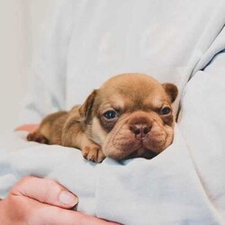 pedigree papered french bulldog puppies/French Bulldog/Male/Younger Than Six Months,Teppertown French Bulldogs proudly present our current litter from ButterBeans and Diego 